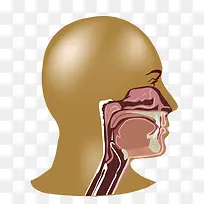 大脑系统-空若网 大脑系统-空若网
