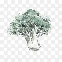 手绘花椰菜-空若网 手绘花椰菜-空若网