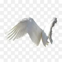 翅膀-空若网 翅膀-空若网