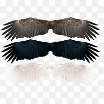 翅膀-空若网 翅膀-空若网