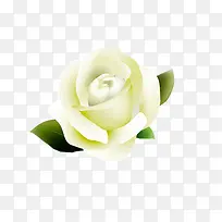 白色玫瑰-空若网 白色玫瑰-空若网