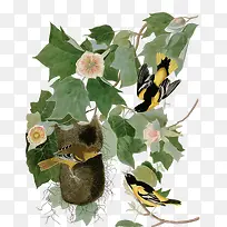 树枝上的鸟窝-空若网 树枝上的鸟窝-空若网