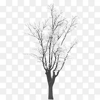 ��֦�ۻ������ͼƬ-������