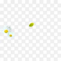 春天白色漂浮雏菊-空若网 春天白色漂浮雏菊-空若网