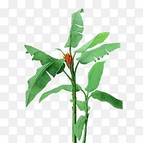 ��ɫ�Ž�Ҷ�����ز�-������