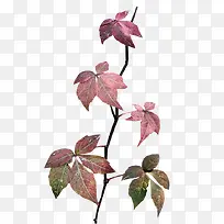 手绘装饰素材庆典花草-空若网 手绘装饰素材庆典花草-空若网