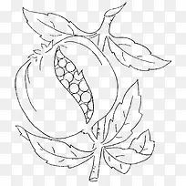 手绘石榴-空若网 手绘石榴-空若网