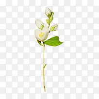 花卉-空若网 花卉-空若网