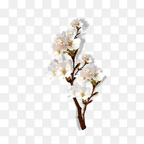 白花树枝花朵-空若网 白花树枝花朵-空若网