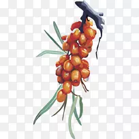 果媒黄枣-空若网 果媒黄枣-空若网