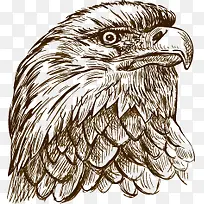 手绘鹰头-空若网 手绘鹰头-空若网