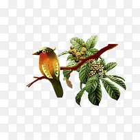 鸟 树枝-空若网 鸟 树枝-空若网
