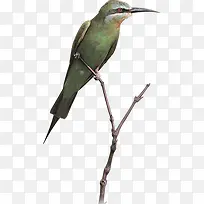 高清摄影停在树上的小鸟-空若网 高清摄影停在树上的小鸟-空若网