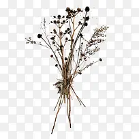 ��ή��֦��-������