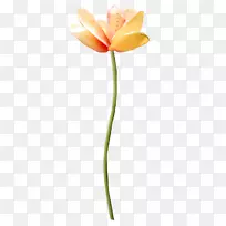 ����ֲ���л�������ֲ�ﾥ�Ȼ�-������