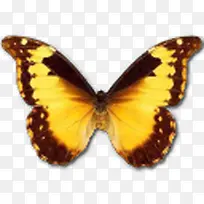 大闪蝶黛安娜图标-空若网 大闪蝶黛安娜图标-空若网