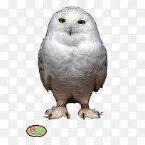 ѩ�׵�èͷӥ����̶�èͷӥ-u-������