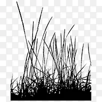 黑白小草剪影-空若网 黑白小草剪影-空若网