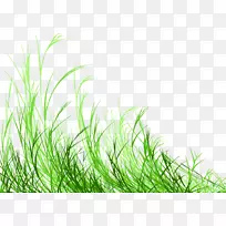 免费摄影-草-空若网 免费摄影-草-空若网