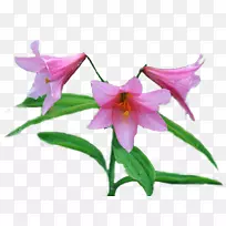 花束花瓣剪贴画-空若网 花束花瓣剪贴画-空若网