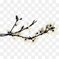白色梨花花枝-空若网 白色梨花花枝-空若网
