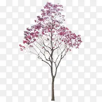 ±±ÃÀ·ãÏã´óÊ÷-¿ÕÈôÍø ±±ÃÀ·ãÏã´óÊ÷-¿ÕÈôÍø