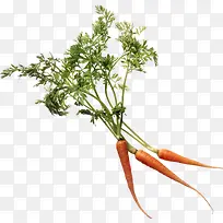 胡萝卜营养蔬菜高清-空若网 胡萝卜营养蔬菜高清-空若网
