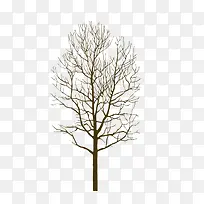 树干-空若网 树干-空若网