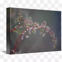 樱花枝植物-露水-空若网 樱花枝植物-露水-空若网