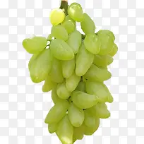 金手指葡萄-空若网 金手指葡萄-空若网