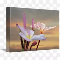 画廊包装野花植物摄影.李花-空若网 画廊包装野花植物摄影.李花-空若网