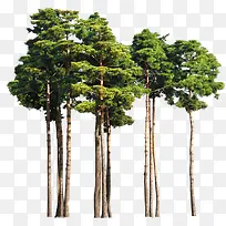 树-空若网 树-空若网