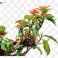 ÀÏÊ÷µÄÒ¶×Ó-¿ÕÈôÍø ÀÏÊ÷µÄÒ¶×Ó-¿ÕÈôÍø