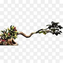 蜿蜒绵长的树枝-空若网 蜿蜒绵长的树枝-空若网