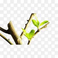 雨后树枝嫩芽-空若网 雨后树枝嫩芽-空若网