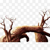 ���������ɡ�֦��-������