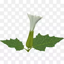 花草茎-空若网 花草茎-空若网