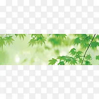 ������ҶΨ������-������