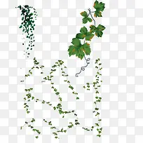 绿色植物树叶树枝高清免抠图片-空若网 绿色植物树叶树枝高清免抠图片-空若网