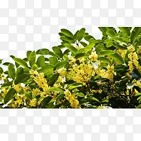 桂花-空若网 桂花-空若网