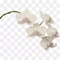 飞蛾兰花植物剪贴画兰花-空若网 飞蛾兰花植物剪贴画兰花-空若网