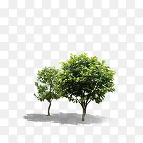 小树-空若网 小树-空若网