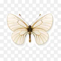 蝴蝶-空若网 蝴蝶-空若网