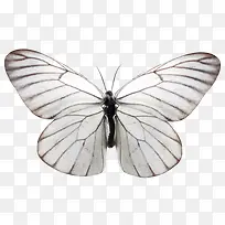 ��ɫ����  �ɶ�-������