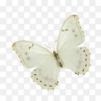 蝴蝶-空若网 蝴蝶-空若网