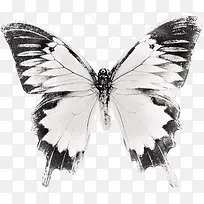 白色翅膀的蝴蝶-空若网 白色翅膀的蝴蝶-空若网