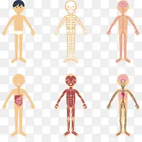 矢量手绘卡通人体透视图-空若网 矢量手绘卡通人体透视图-空若网