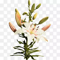 摄影剪贴画长花-空若网 摄影剪贴画长花-空若网