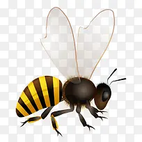 小蜜蜂-空若网 小蜜蜂-空若网