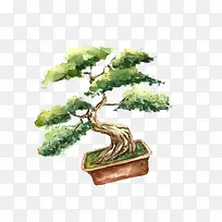 一盆松柏树-空若网 一盆松柏树-空若网